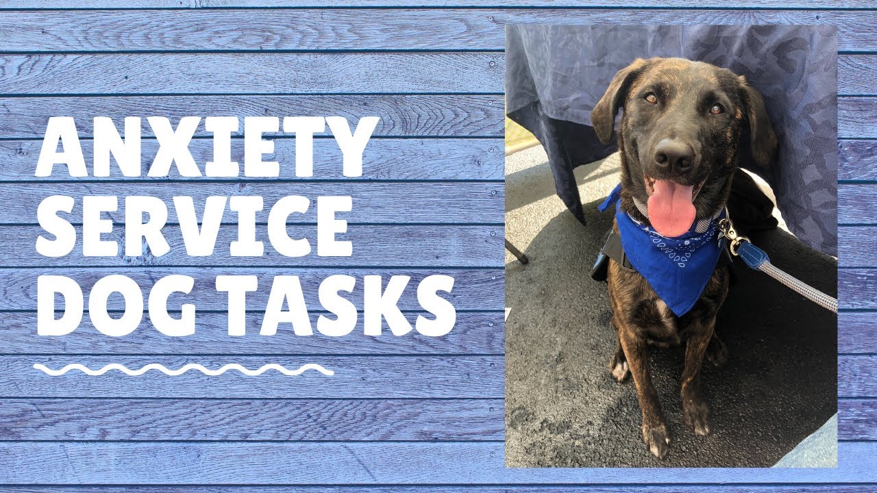 Psychiatric Service Dog Tasks