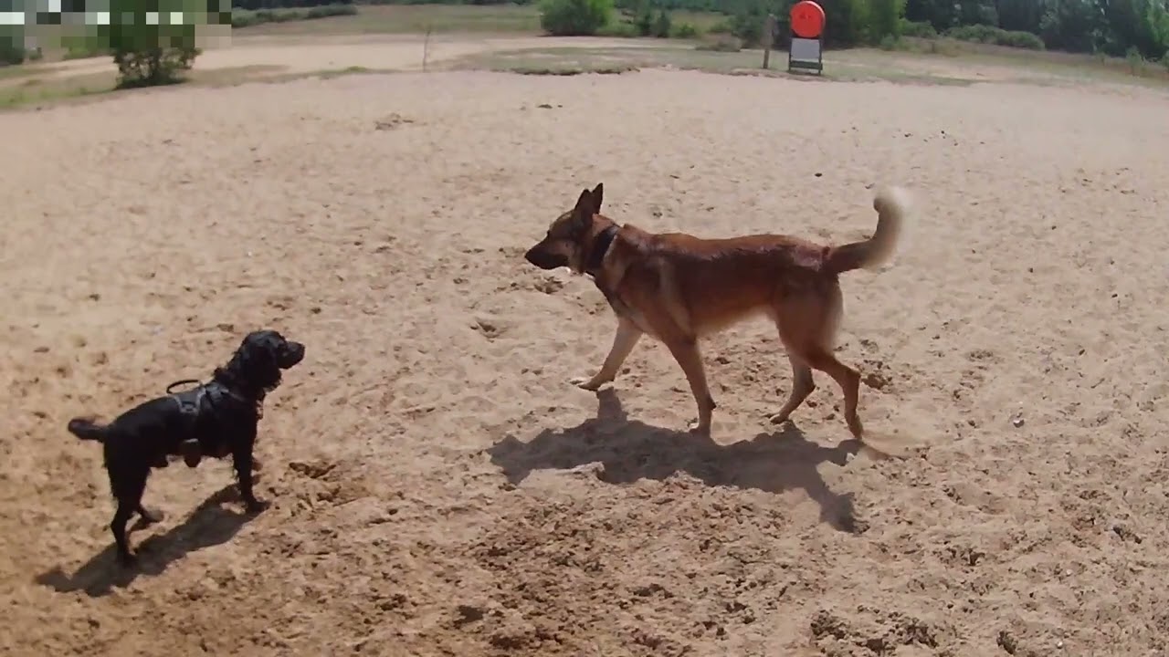 Malinois 