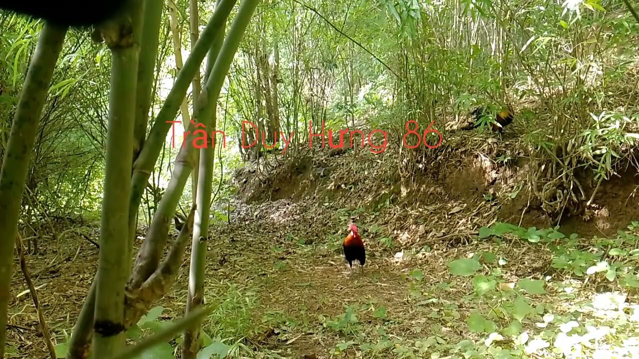Bẫy gà rừng đầu mùa 10/11/2025, gặp ngay e bổi già nhát đòn và cái kết.