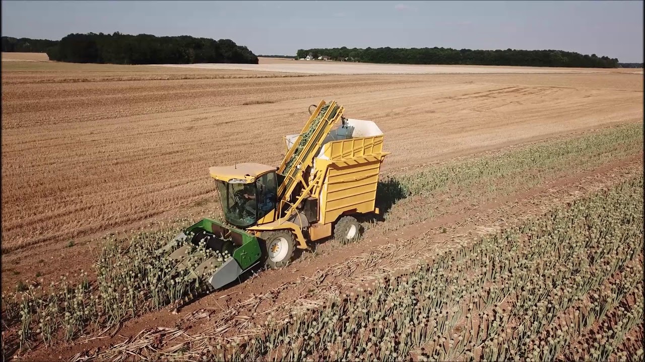Récolte d'oignon porte-graine avec une machine 🇫🇷 ! Unique en France ! 🇫🇷