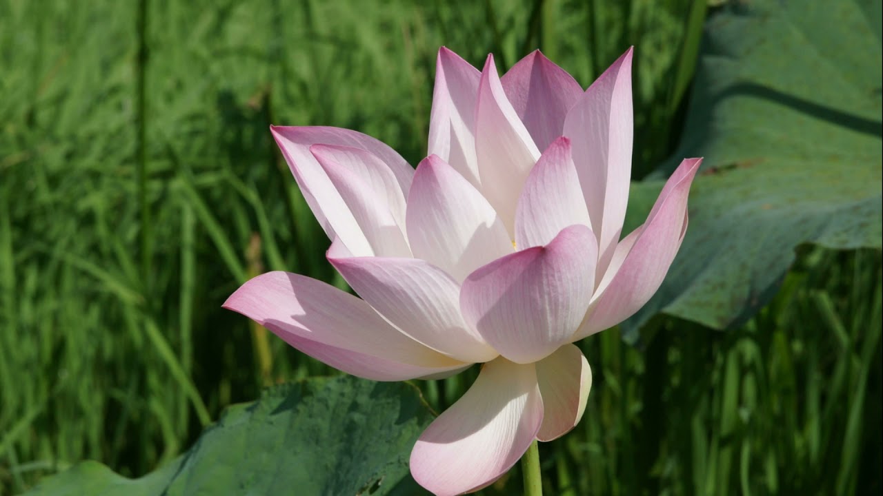 Richard Clayderman - Les Fleurs Sauvages