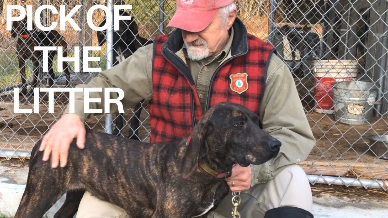 Do you have the right hound for your hunt?