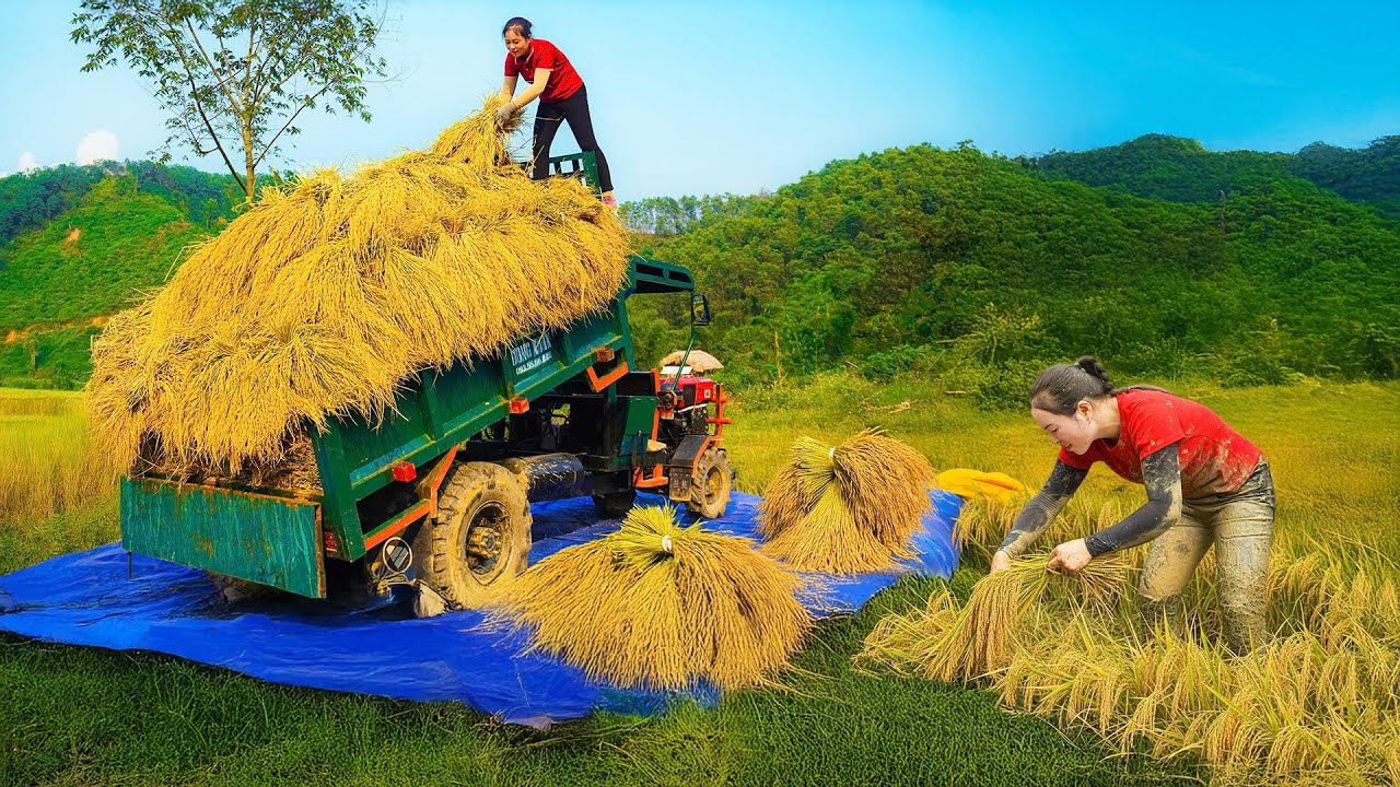 TIMELAPSE: Use Truck to Transport Harvest Rice – Caring for Animals on the Farm