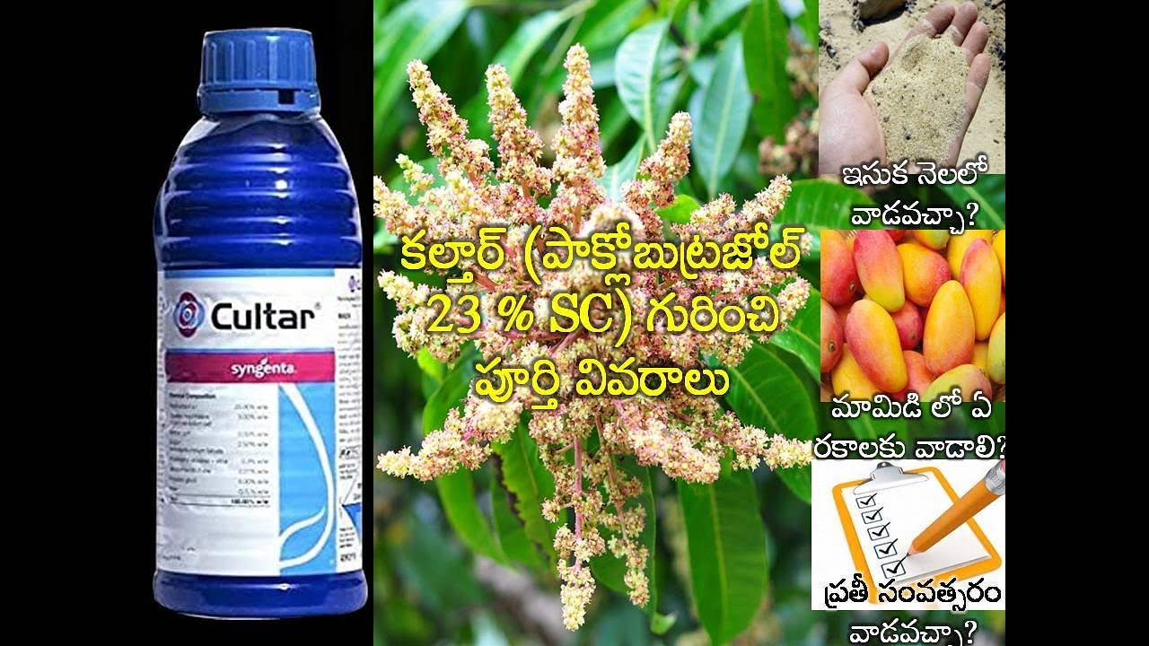 కల్తార్(పాక్లోబుట్రజోల్23%SC) గురించి పూర్తీ వీడియో - ఎప్పుడువాడాలి, ఎంతవాడాలి, ఎప్పుడు పూతవస్తుంది.