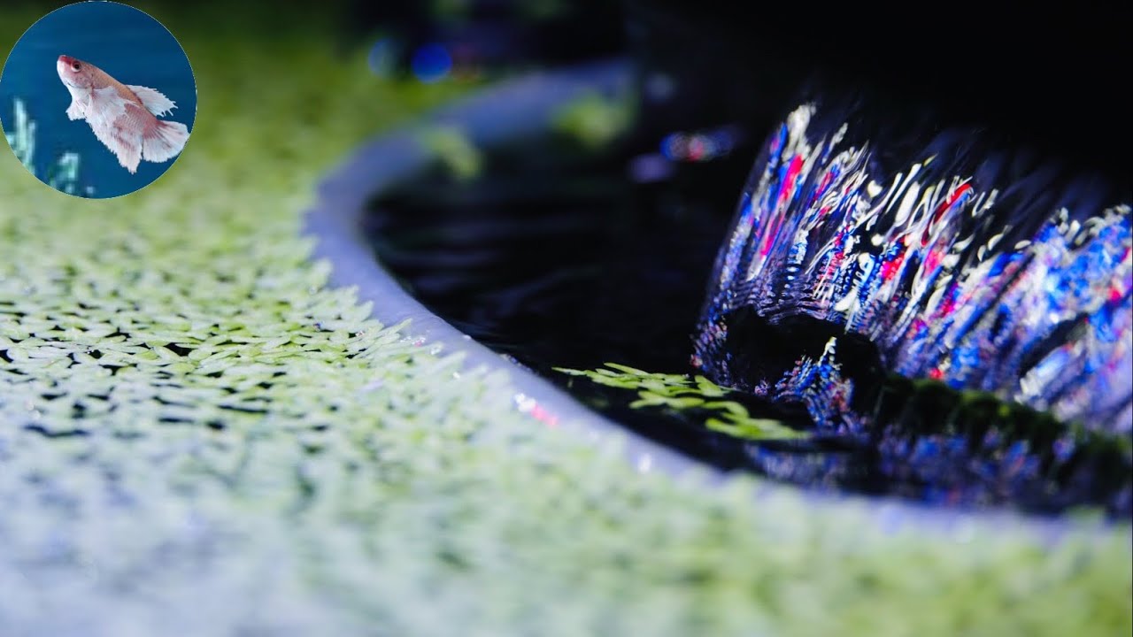How to Keep a HOB filter with Floating Plants