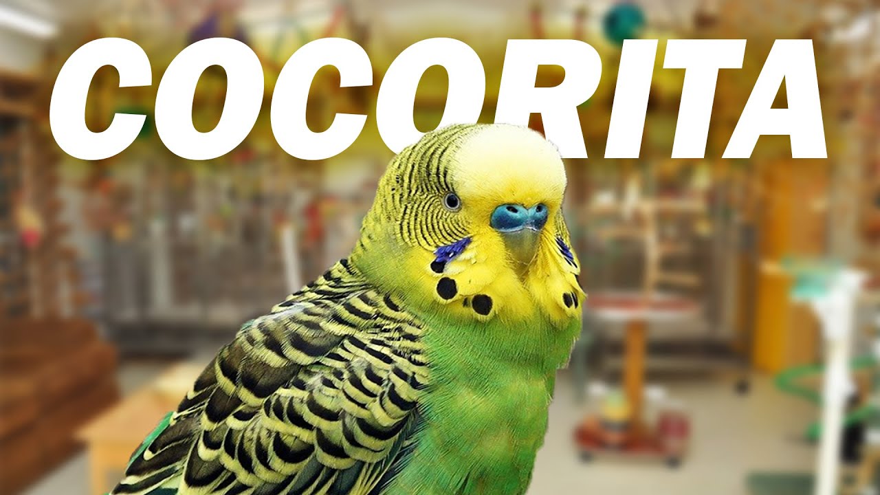 Cosa Ne Penso della COCORITA