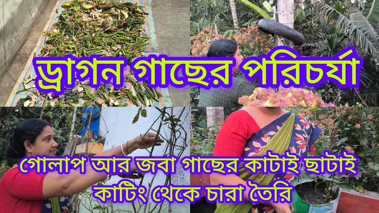 ড্রাগন গাছের পরিচর্যা / গোলাপ আর জবা গাছের কাঁটায় ছাটাই/ কাটিং থেকে চারা তৈরি #gardening #garden 