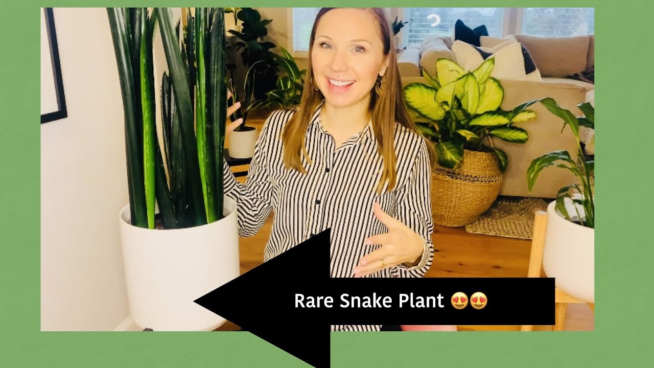 RARE Green Mermaid Snake Plant |Sansevieria Show + Tell