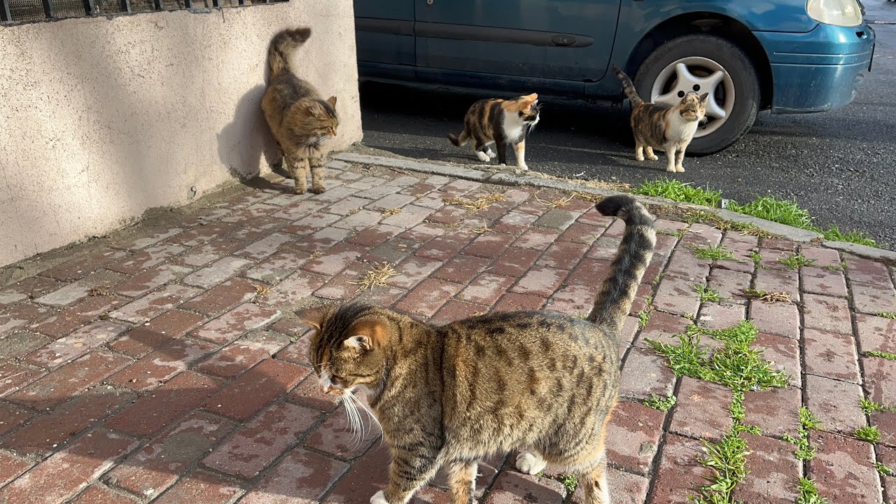 The Warmest Moment of Winter: Feeding Stray Cats
