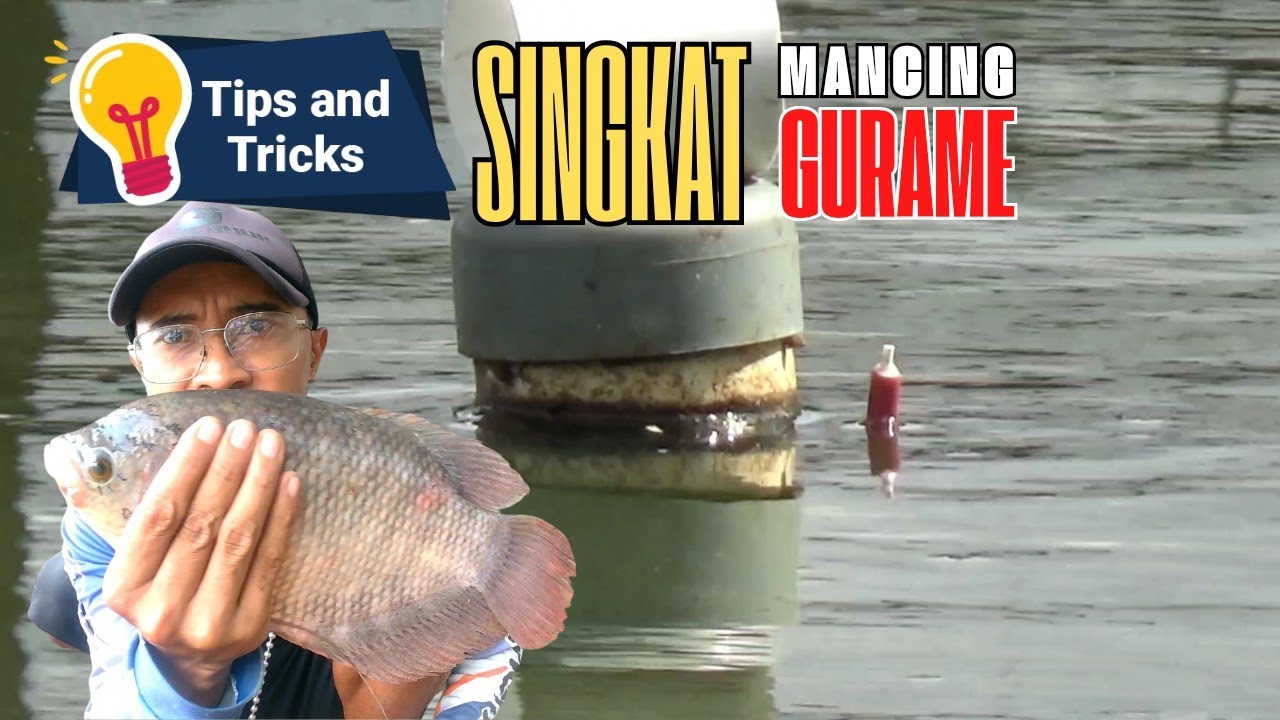 MANCING GURAME ‼️Strike cuma dalam waktu 30 detik kurang
