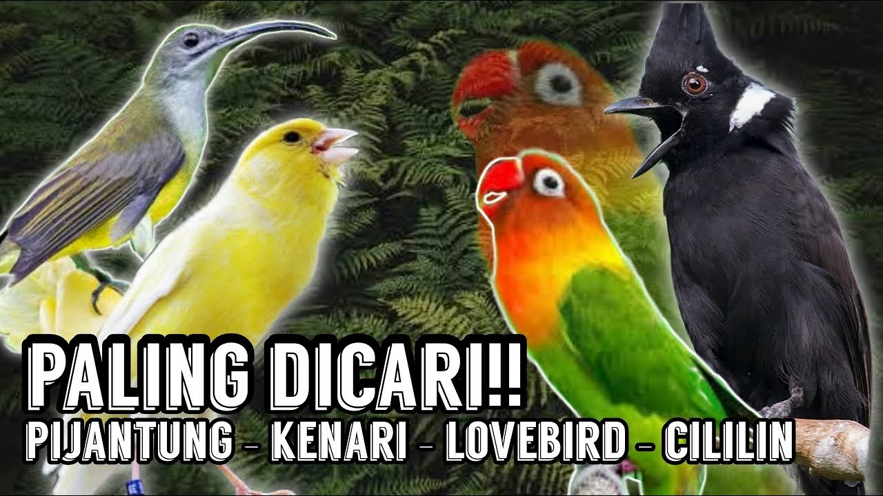 PALING DICARI !!! ROLINGAN DAN TEMBAKAN RAPET !! PIJANTUNG - KENARI - LOVEBIRD - CILILIN