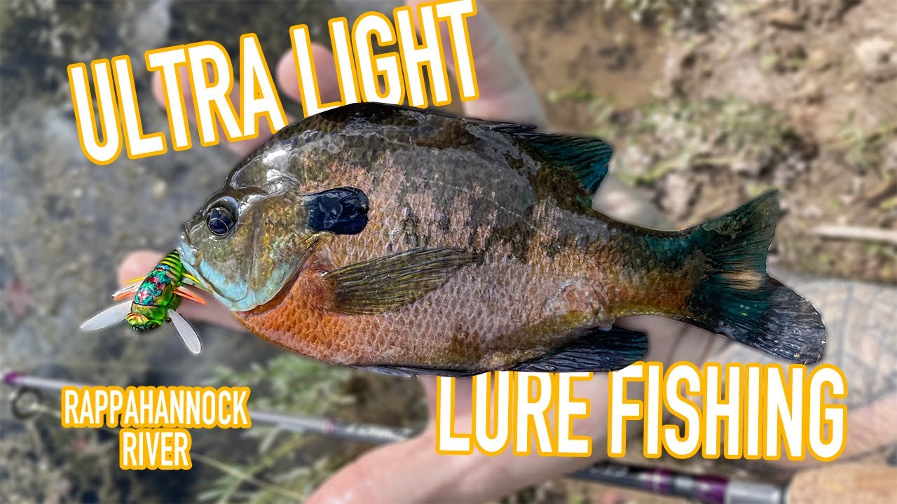 Fall Ultra-Light Fishing in Virginia - Rappahannock River