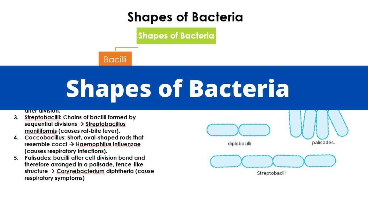 Shapes of Bacteria | Bacilli | Cocci | Spiral | Vibrio