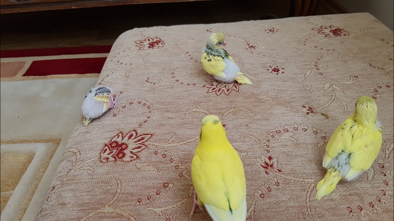 Muhabbet kuşu yavrularımız babası limon ile buluşdu ve tedavi