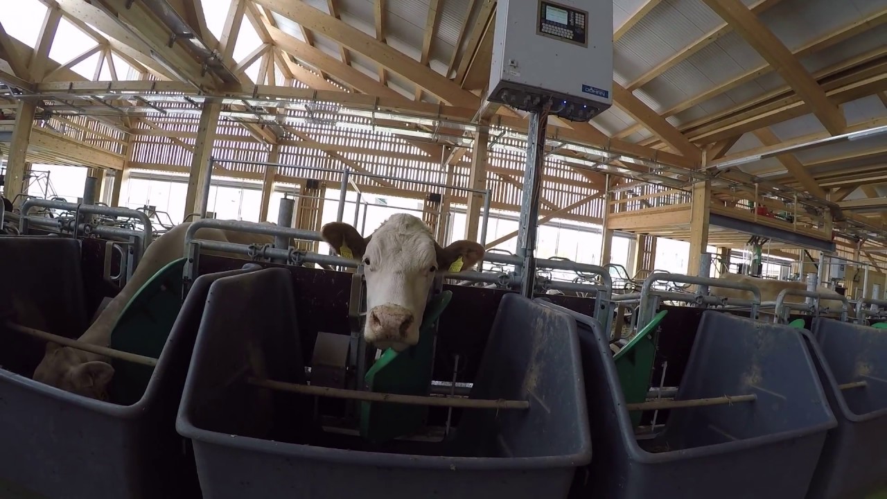 Milchviehstall von AgroVet-Strickhof am Standort Lindau (ZH)