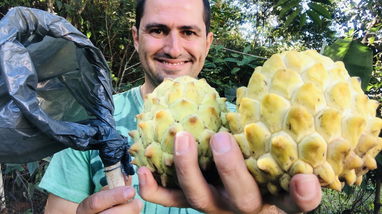 COMO FAZER UM PEGADOR DE FRUTAS SIMPLES E DE GRAÇA