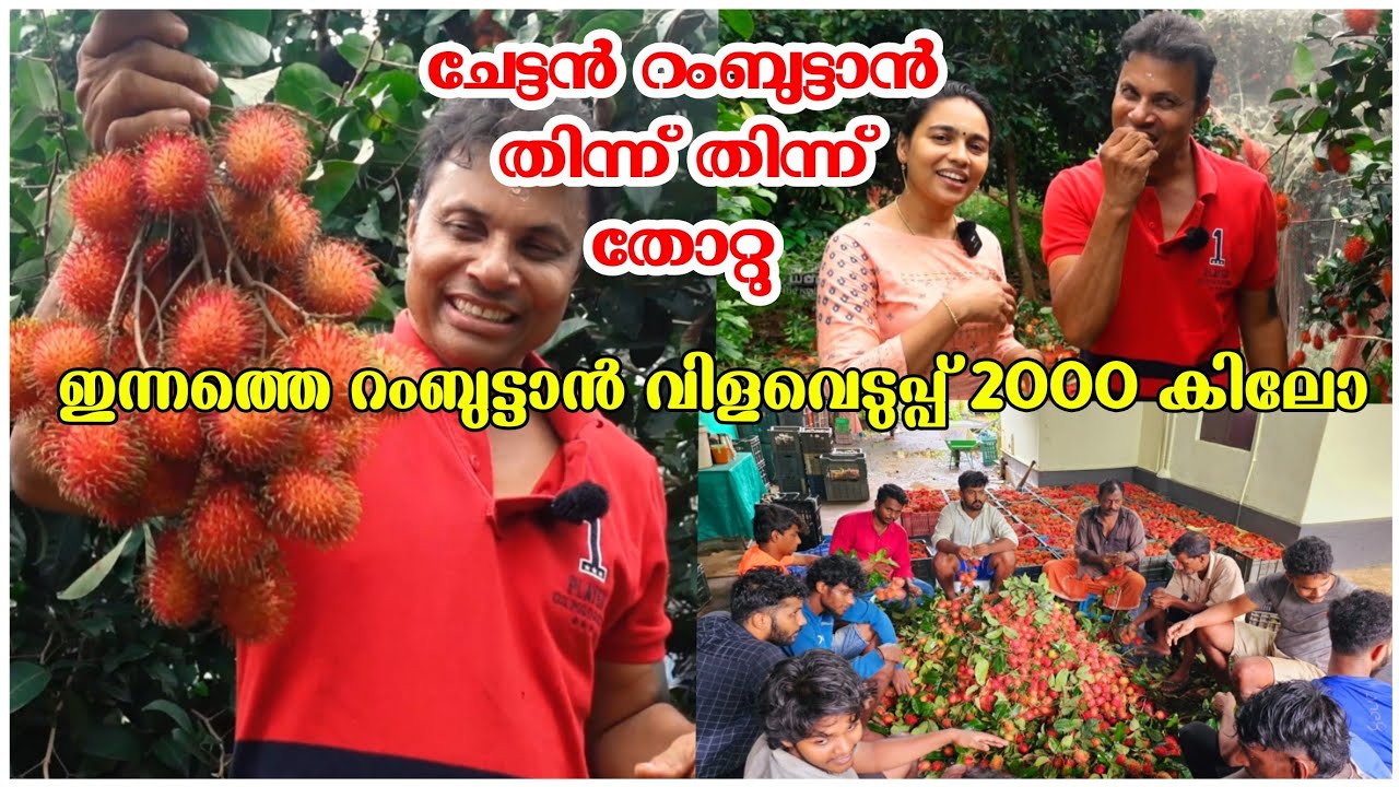ഒരു ദിവസം 2000 കിലോ റംബുട്ടാൻ വിളവെടുപ്പ് /Rambutan Harvest /AJU'S WORLD
