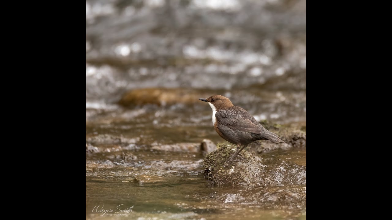Photographing Dippers in Derbyshire with Canon 6DmkII & Tamron 150-600mm G2