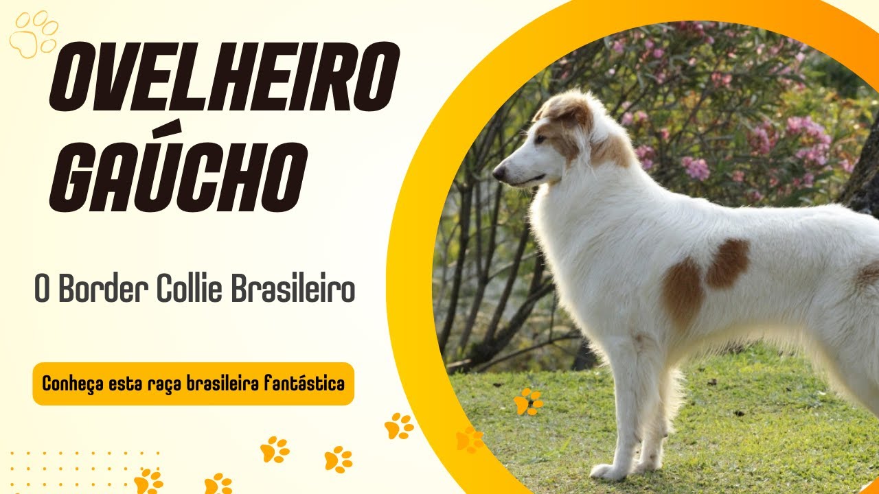 Ovelheiro Gaúcho - Origem, Características Temperamento e Cuidados (tudo sobre o Ovelheiro Gaúcho)