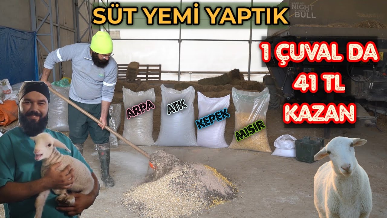 KOYUN KEÇİ SÜT YEMİ YAPTIK | KENDİ YEMİNİ KENDİN YAP 2