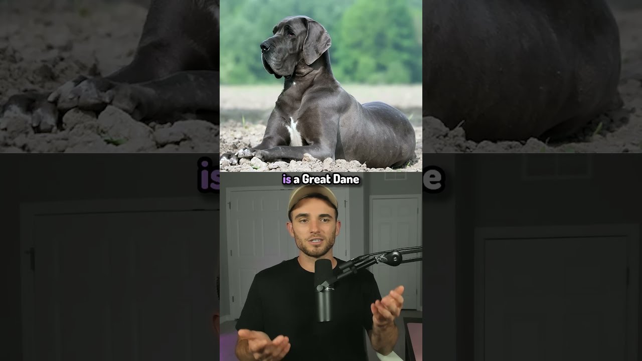 Craziest Animal World Records