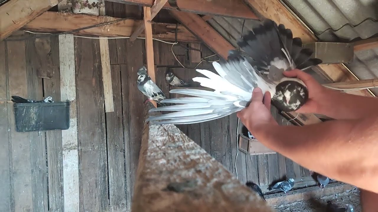 николаевские голуби.город снигиревка.продажа молодых +380933048775