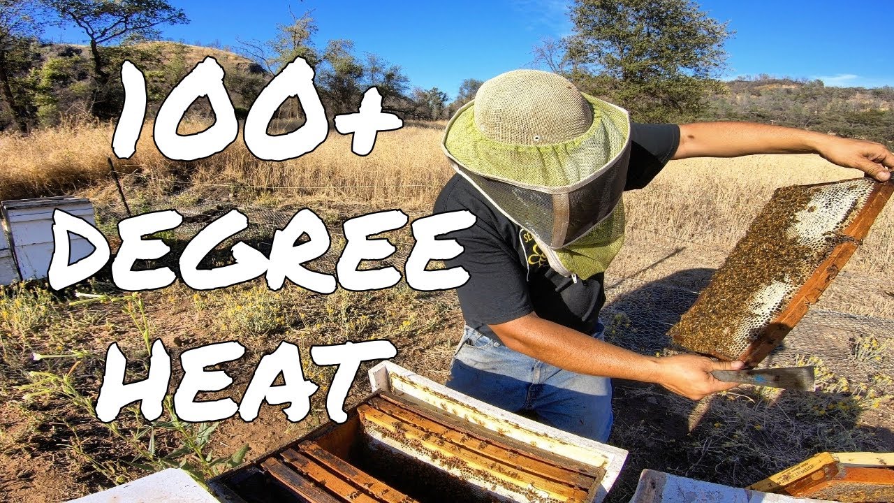 TIPS: Sizzling 100+ Degree Heat Hive Inspections