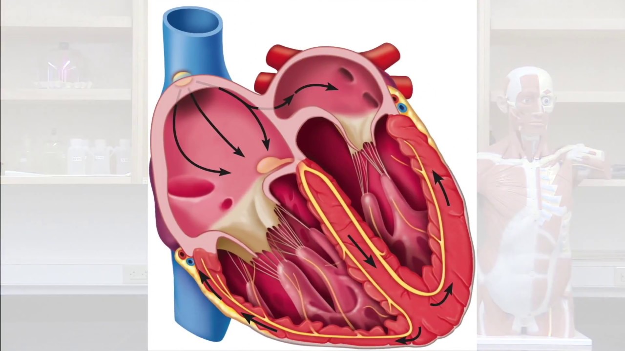 Heartbeat: The Autorhythmicity of SA Nodal Cells