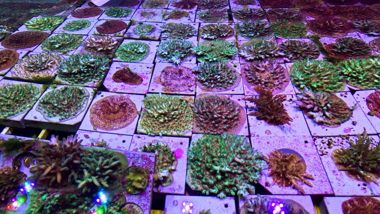 The Frontier of Bio-Engineered Supercorals | MOONFLOWER (2025)