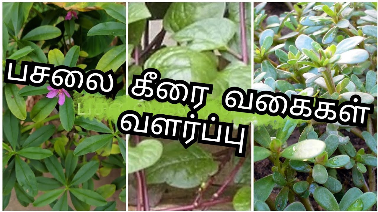பசலை கீரை வளர்ப்பு/செடி பசலை,கொடி பசலை,சிறு பசலை /Growing of pasalai keerai types at home#பசலைகீரை