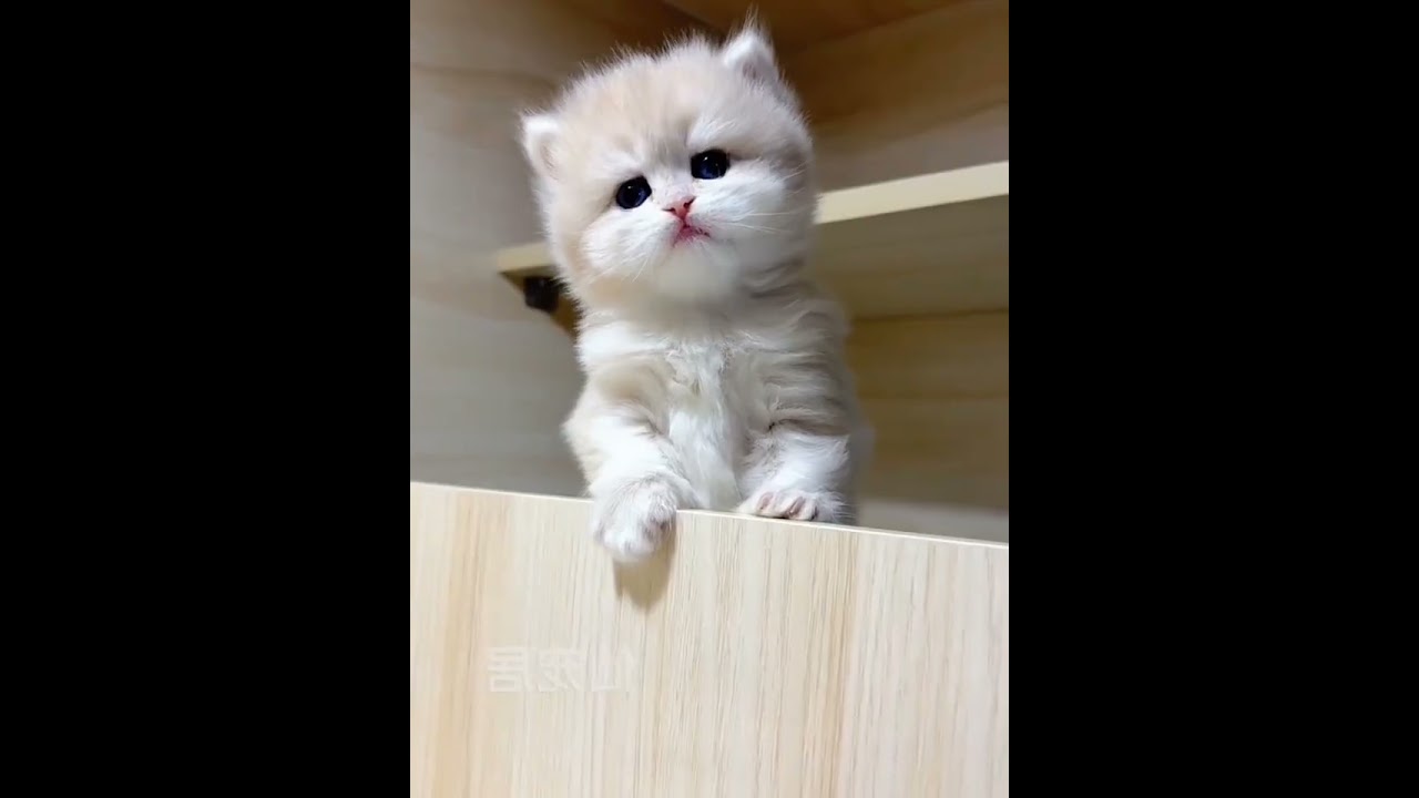 #funnycats, #cat, #catvideos, #catlover, #finnyshortvideo, #kitten,#kittens