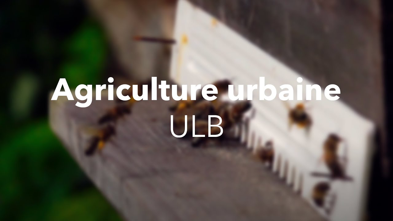 Ecole d'Eté d'Agriculture Urbaine - ULB