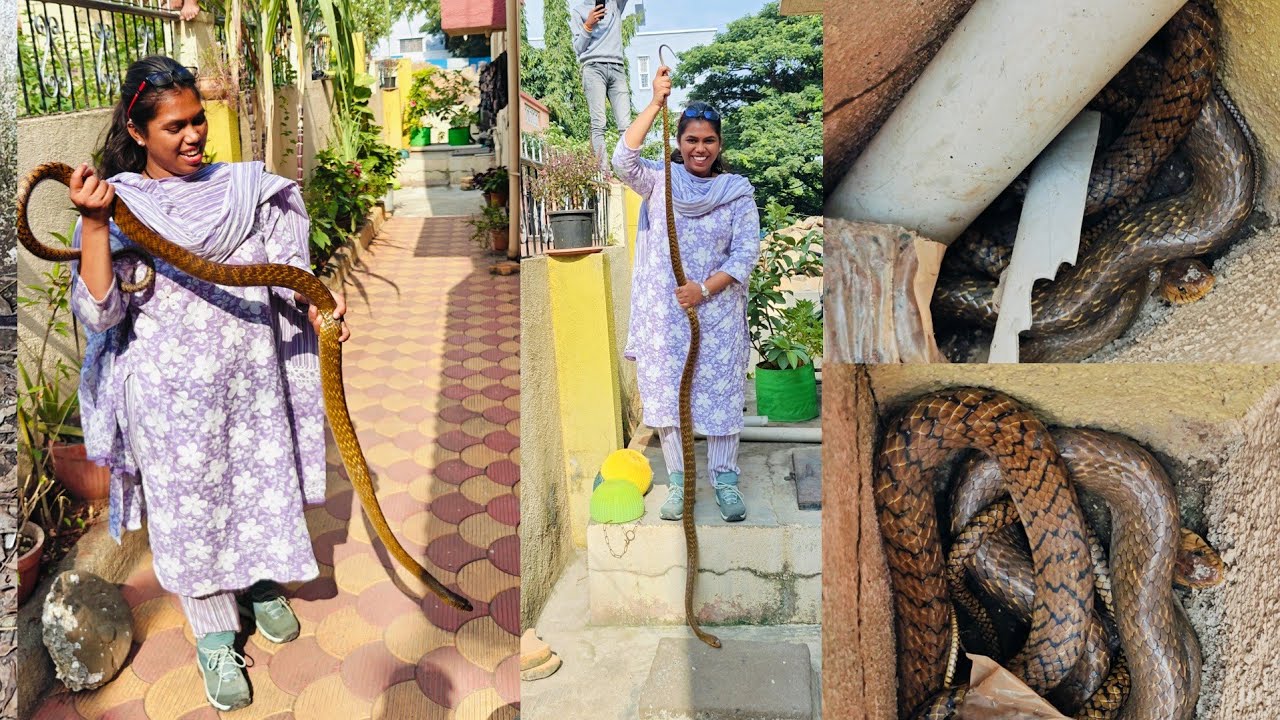 बापरे आज तर भला मोठ्ठा साप पकडला मी पहा पूर्ण व्हिडिओ मध्ये