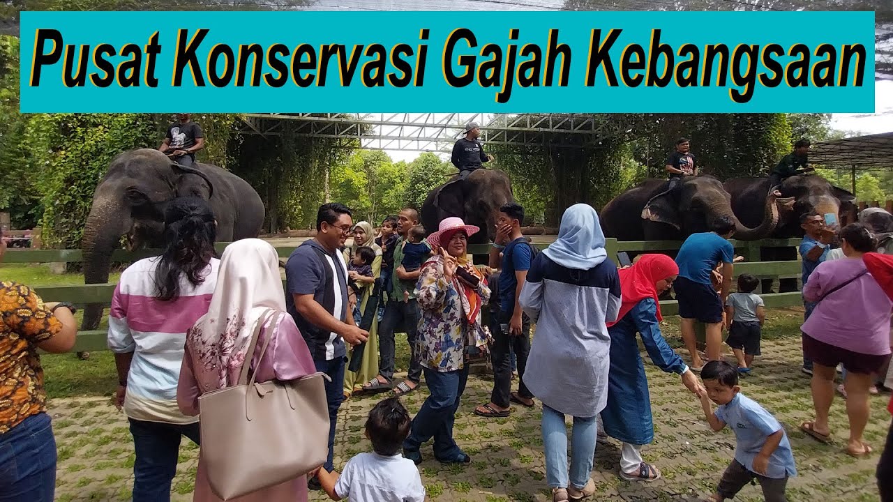 Pusat Konservasi Gajah Kebangsaan Kuala Gandah Lanchang Pahang