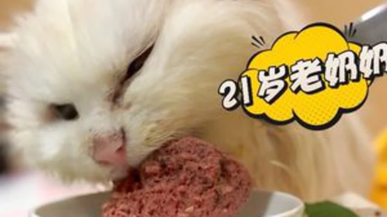 外面又下大雨了 我的小老猫在香香的干饭 接长寿！！#蛋蛋咪 #萌宠出道计划 #自制猫饭 #长寿猫 #白猫