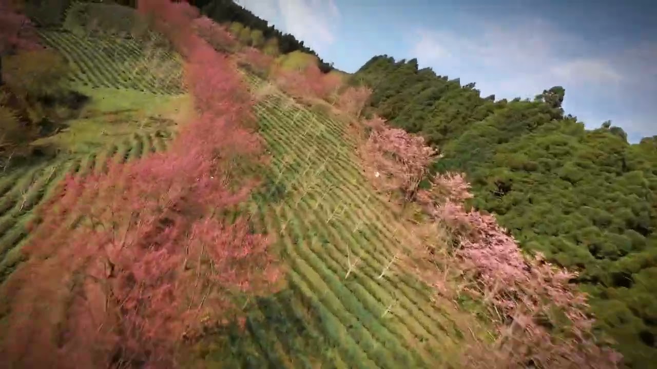 DJI AVATA2 新竹五峰山上人家櫻花 FPV DRONE 2026.3.7