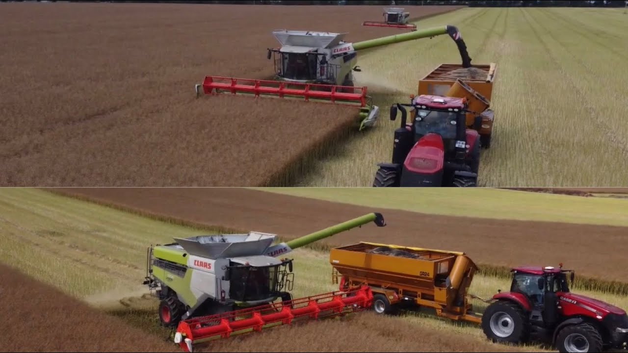 Walter Furlong Grain Company ~ Harvesting Oil Seed Rape .