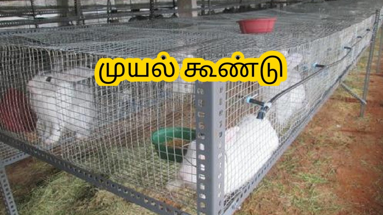 முயல் கூண்டு... Rabbit cage