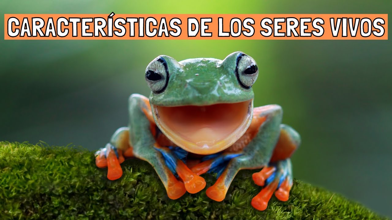 Las CARACTER&Iacute;STICAS DE LOS SERES VIVOS y diferencias con seres inertes (Con ejemplos)🐋