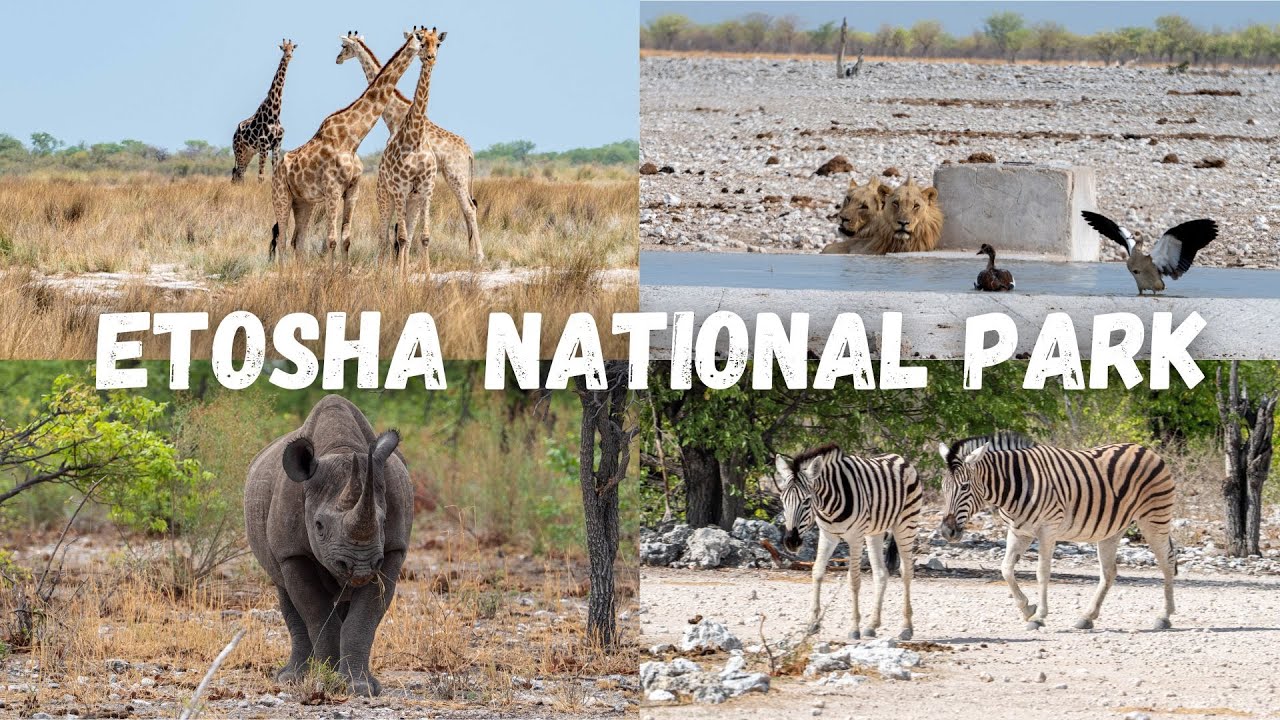 Self Drive Safari in Etosha National Park Namibia 🇳🇦