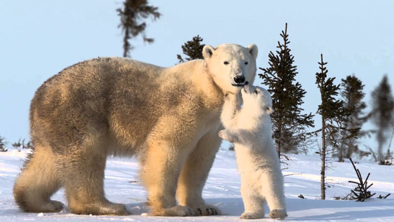 Polar Bear Mother & Cub - Wapusk Park Manitoba
