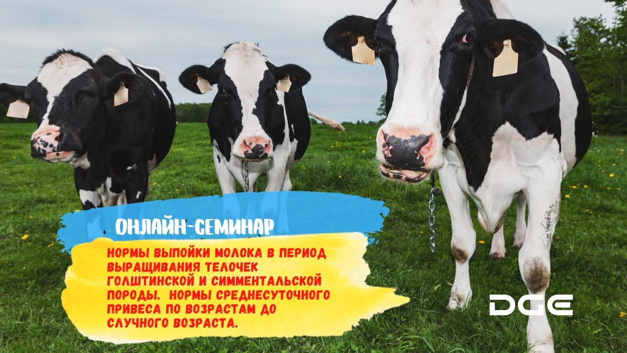 Нормы выпойки молока в период выращивания телочек Голштинской и Симментальской породы.