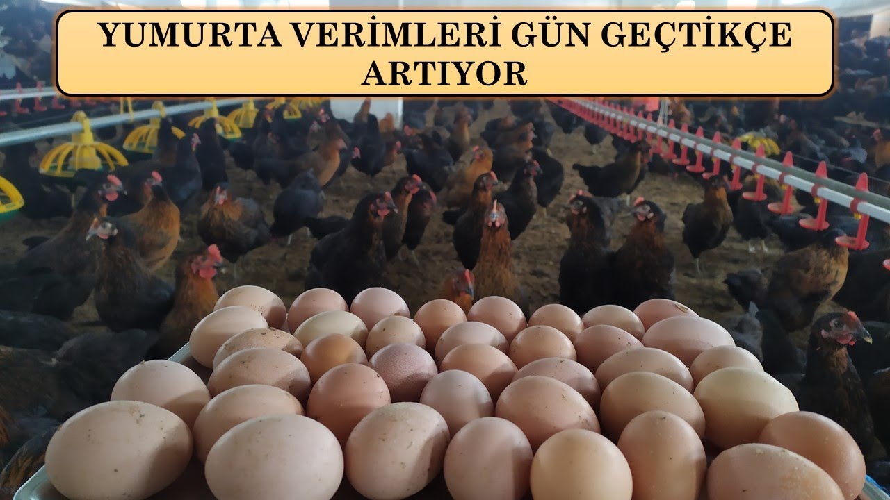 YUMURTA TOPLAMA VİDEOSU
