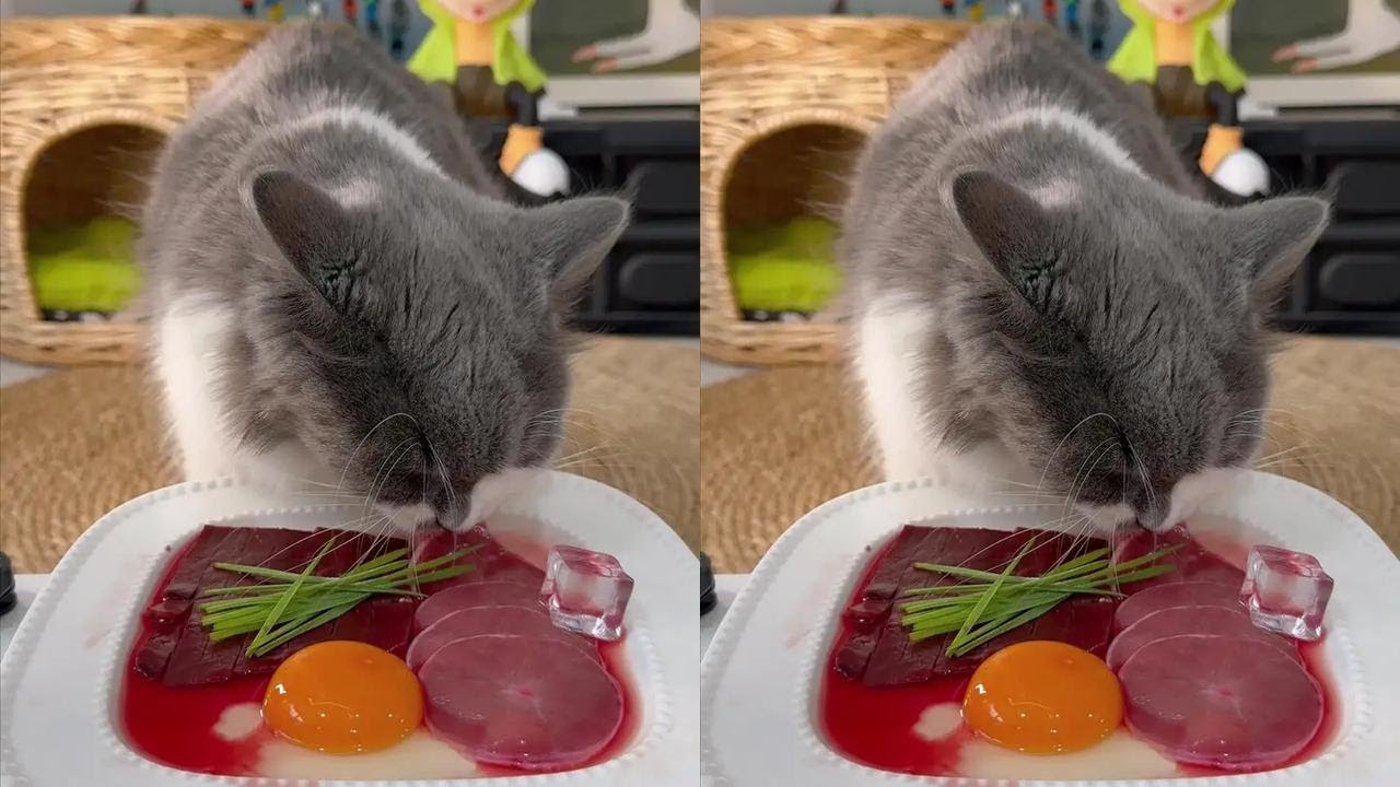 How hard cats are to get food # how greedy cats are # adorable pets at home