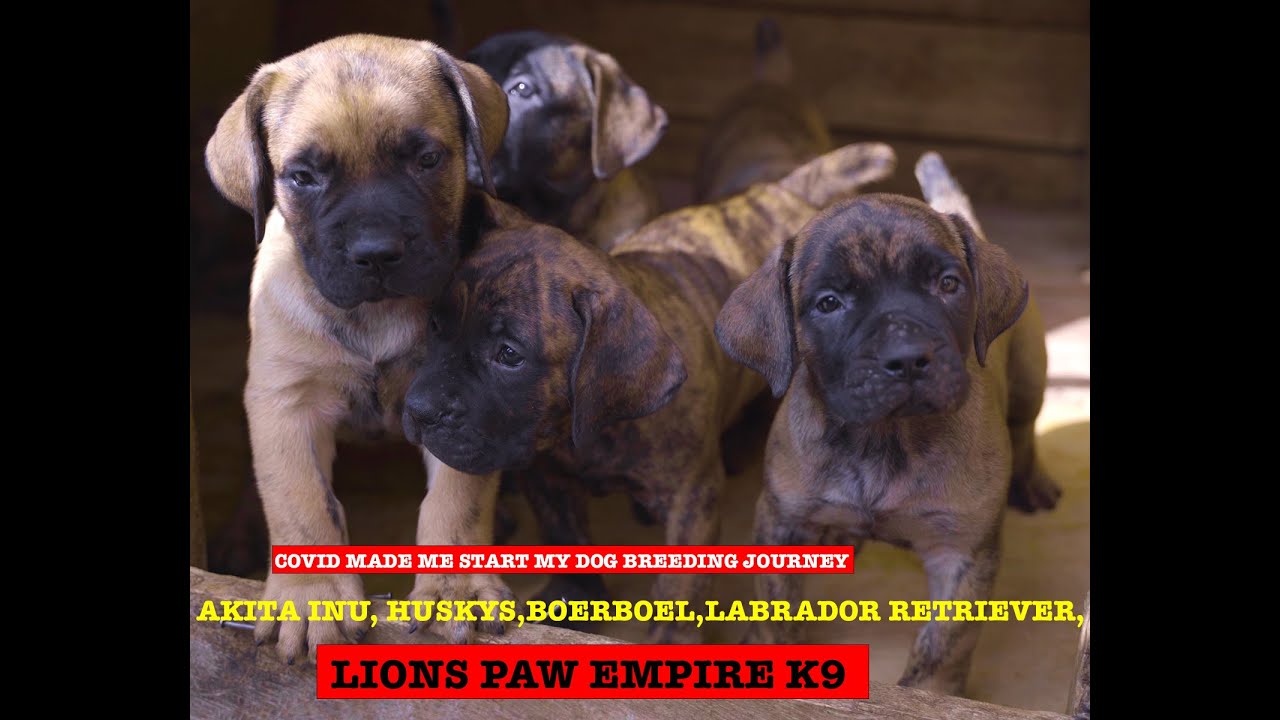 Akita Inu,Huskys,Boerboels,Labradors  @LIONS  PAW EMPIRE K9
