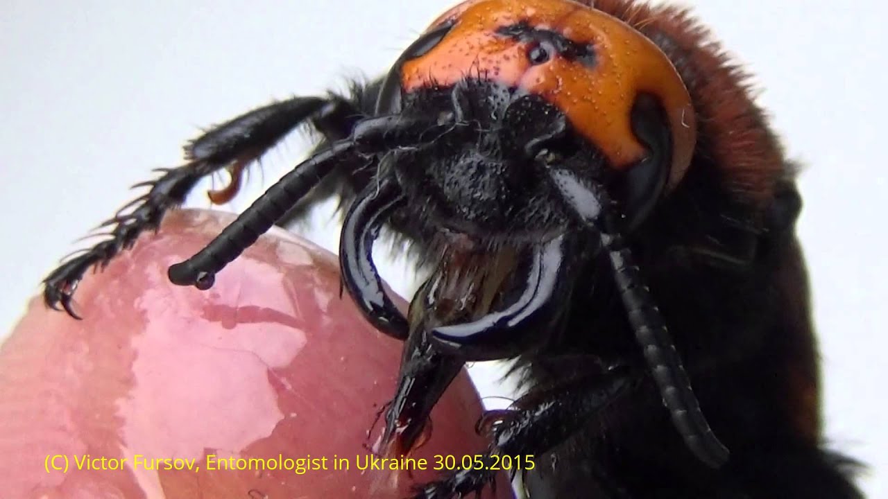Monster Wasp, Megascolia maculata, Scoliidae, Feeds on Honey on Finger, Kyiv, Ukraine.