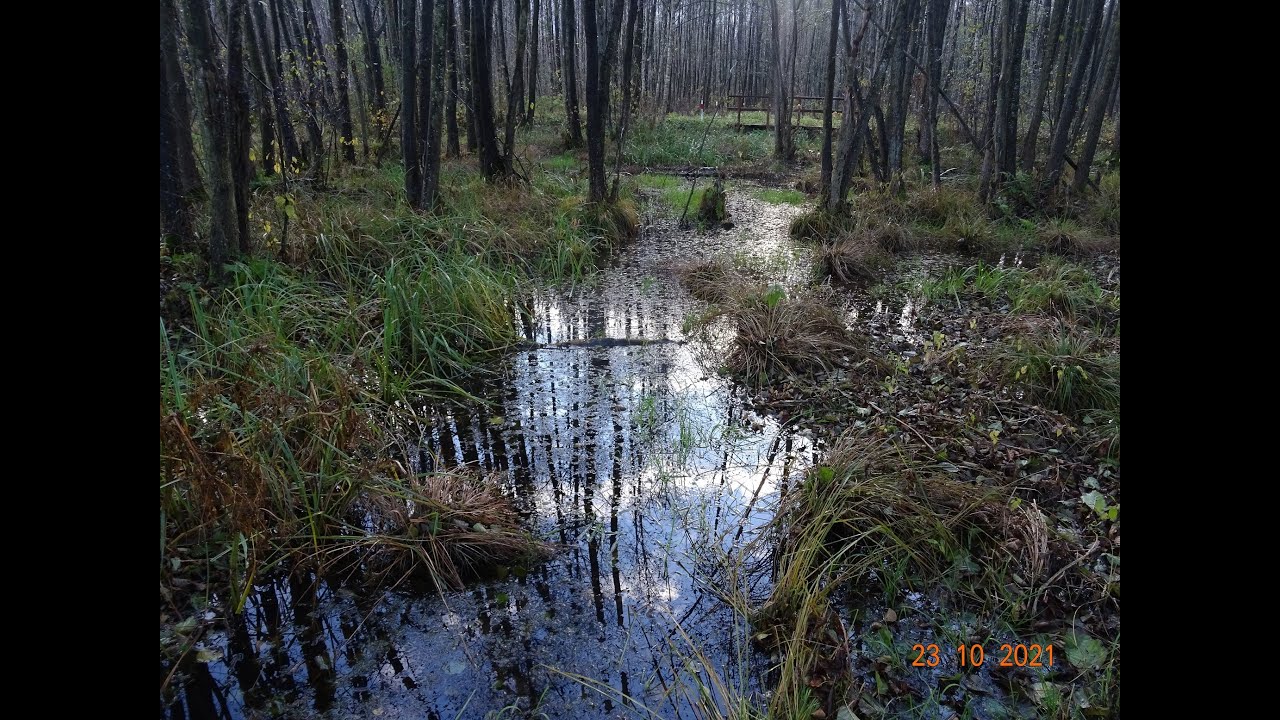 Wycieczka nr 101 - Pieszo BIEBRZAŃSKI PARK NARODOWY (odc. 3)