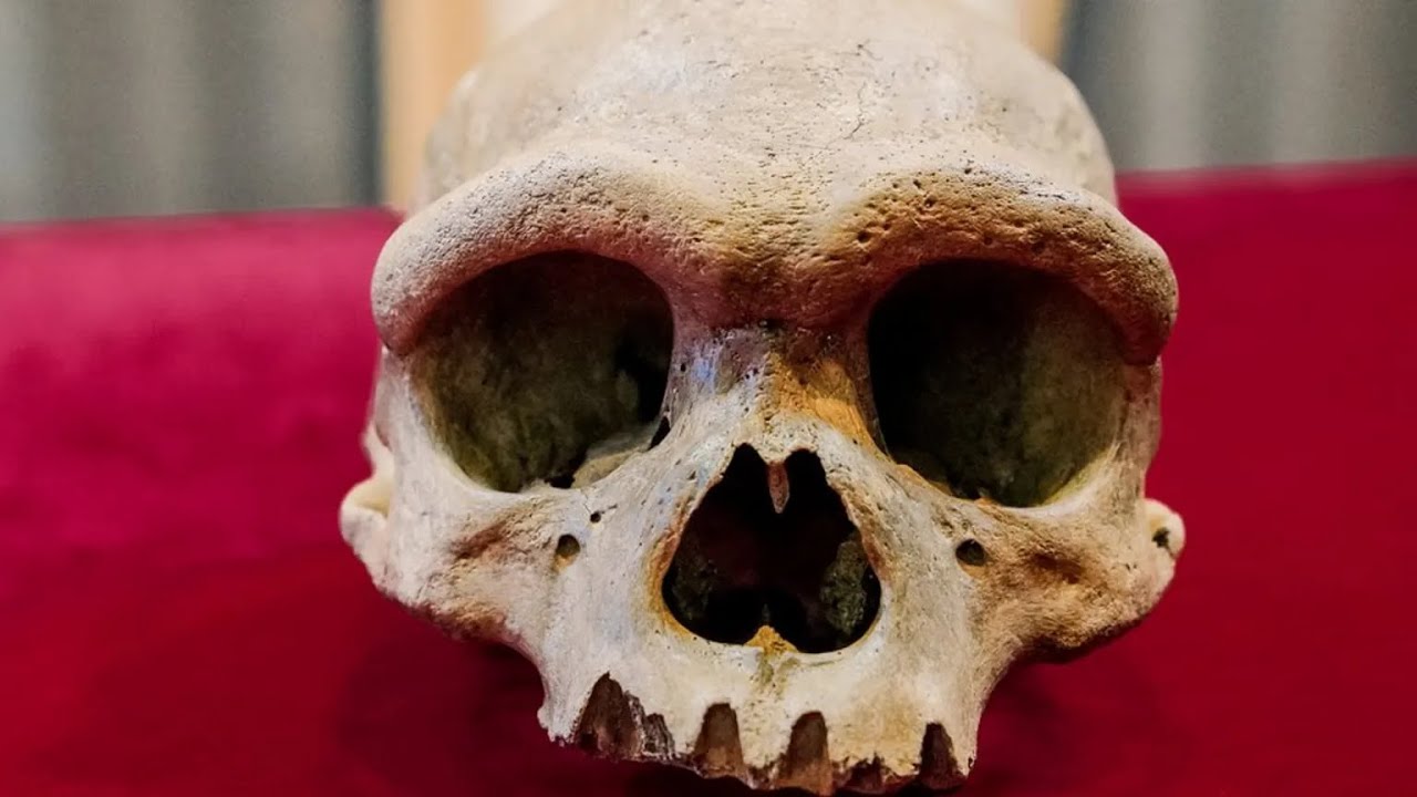 DNA of the Harbin 'Dragon Man' Skull FINALLY Sequenced, Revealing a Completely New Human Species!