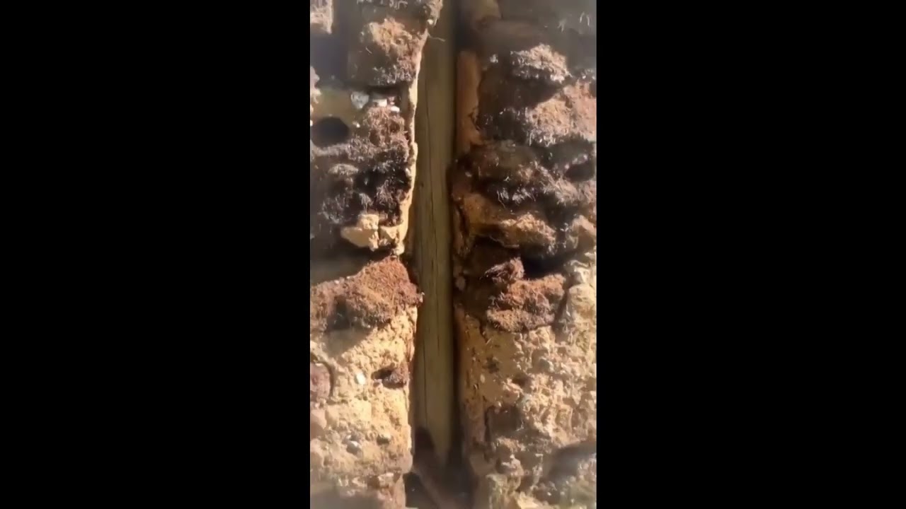 Siberian weasel helps injured friend into burrow