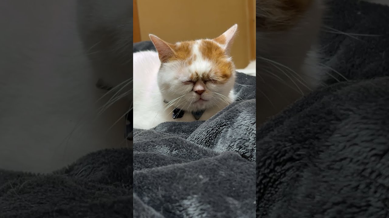 さつき&めい猫々ch がライブ配信中！